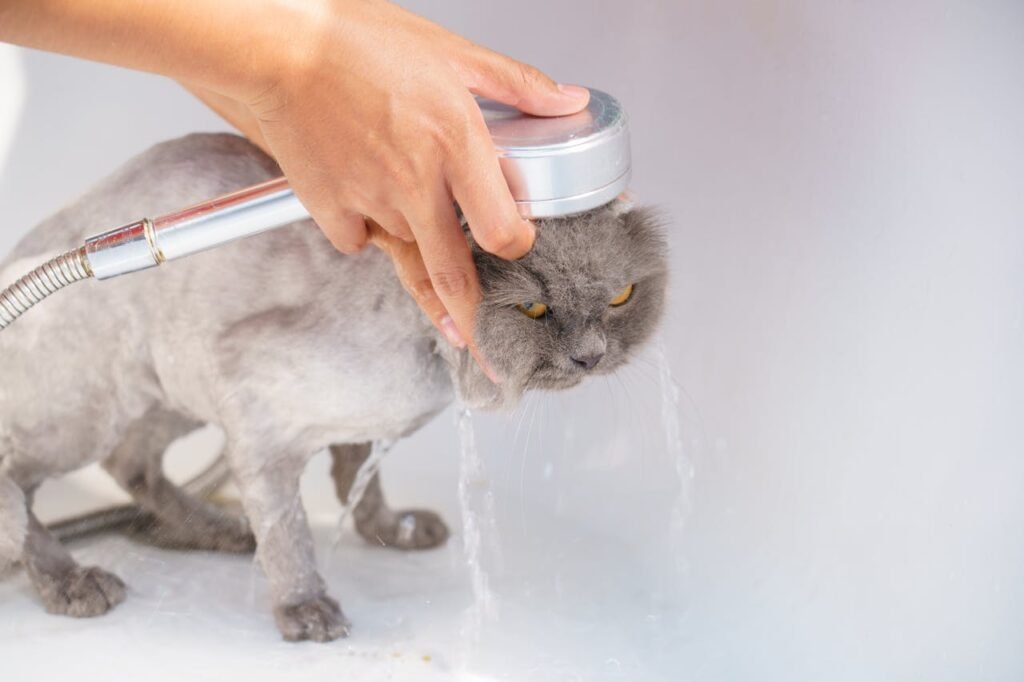 com quantos meses pode dar banho em gato