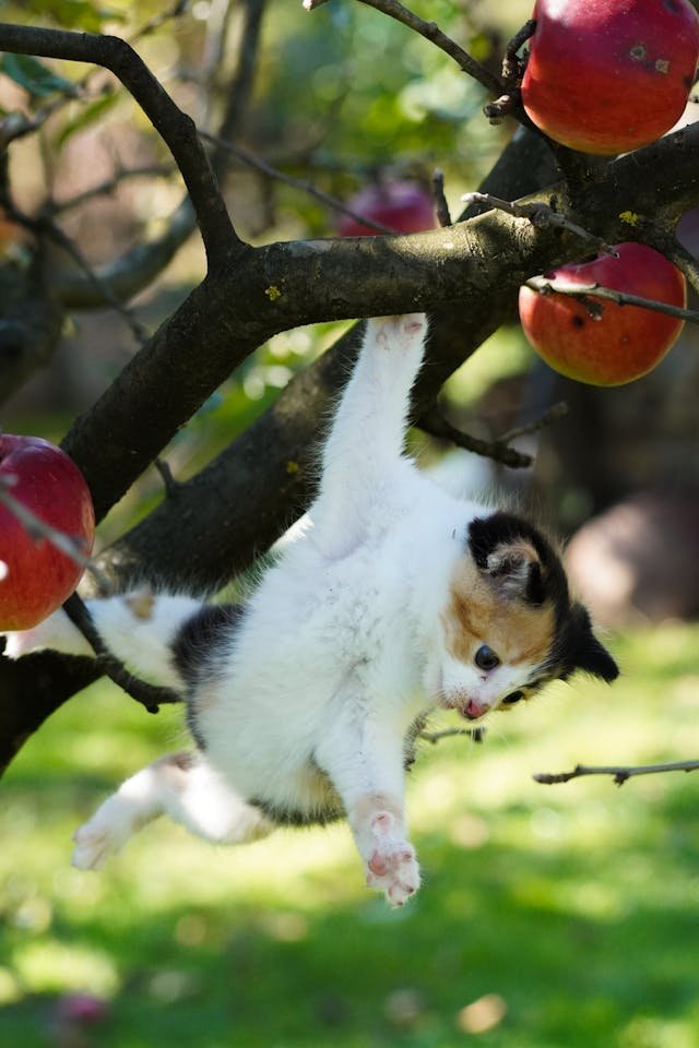 gato pode comer maça