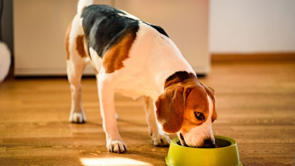 cachorro pode comer jiló